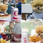 Jiff, o cachorrinho mais fofo e comilão da internet